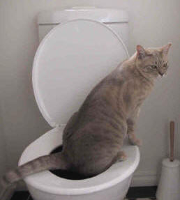 Should you flush animal waste down the toilet